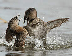 Pied-billed Grebe