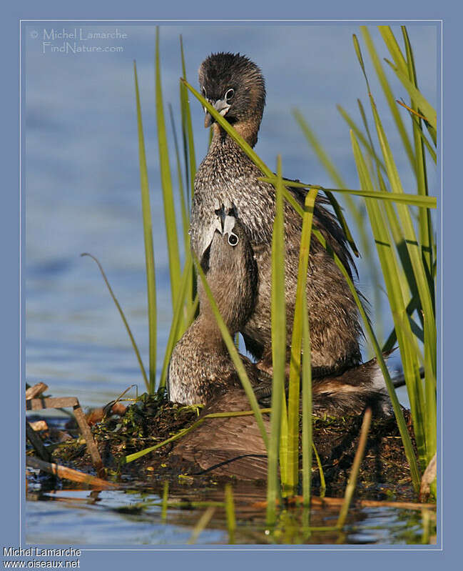 Pied-billed Grebeadult, courting display, Reproduction-nesting