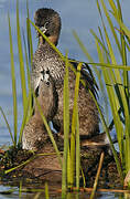 Pied-billed Grebe