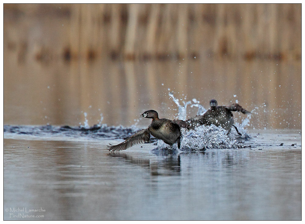 Pied-billed Grebe