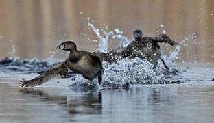 Pied-billed Grebe