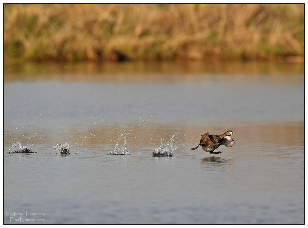 Pied-billed Grebe