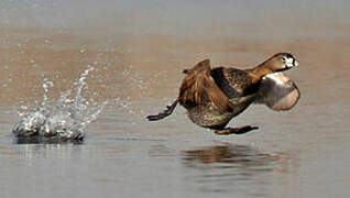 Pied-billed Grebe