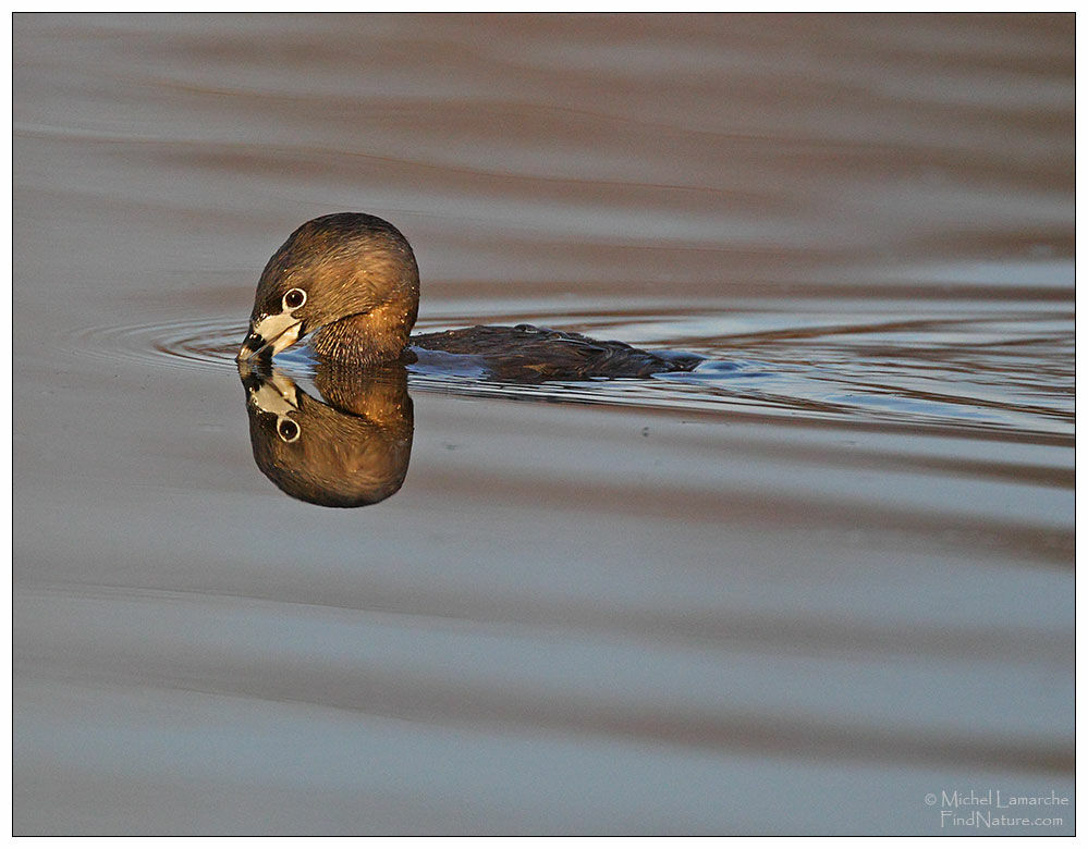 Pied-billed Grebe