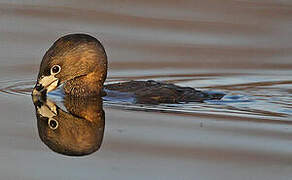 Pied-billed Grebe