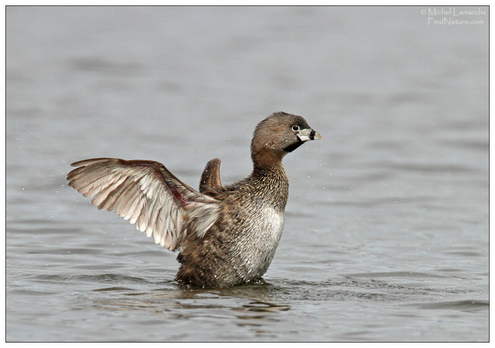 Pied-billed Grebe