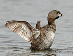 Pied-billed Grebe