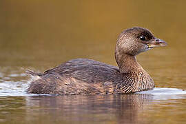 Pied-billed Grebe