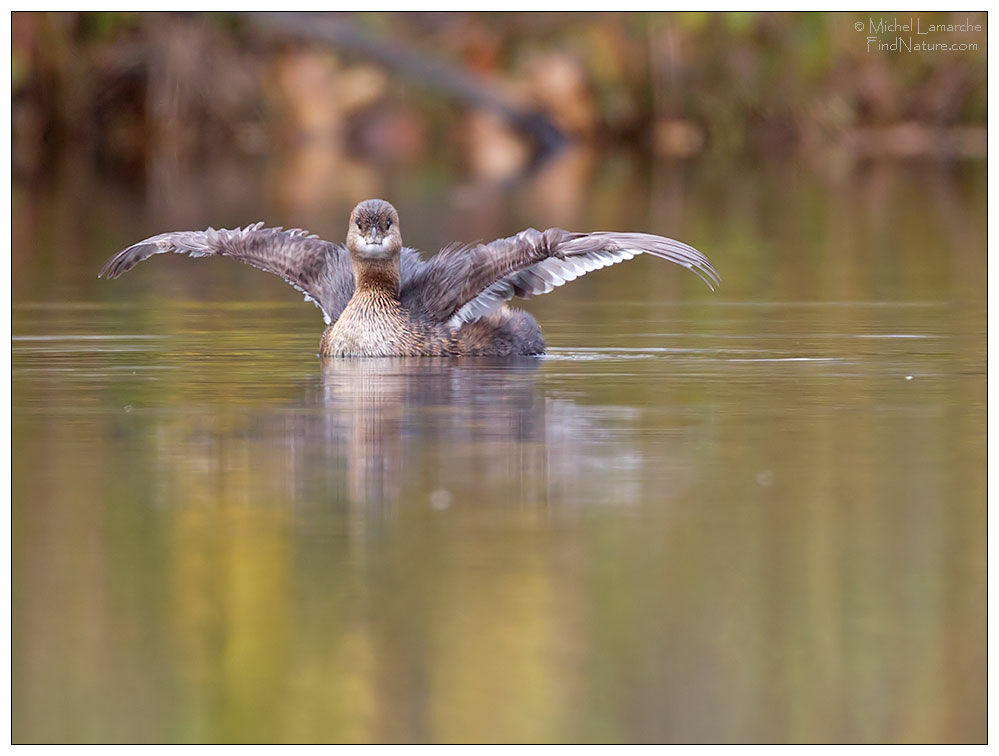 Pied-billed Grebeadult