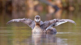 Pied-billed Grebe