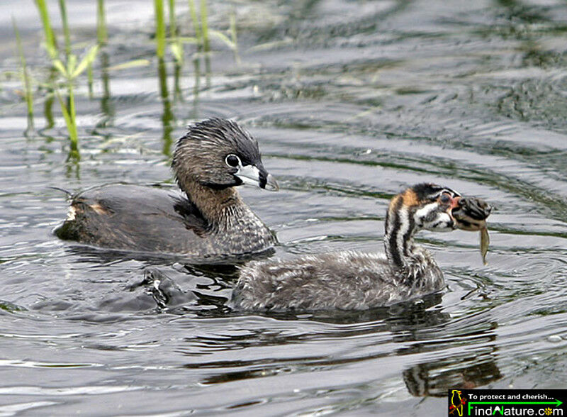 Pied-billed Grebe