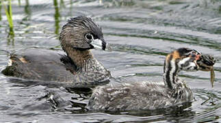 Pied-billed Grebe