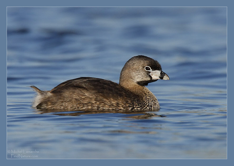 Pied-billed Grebe