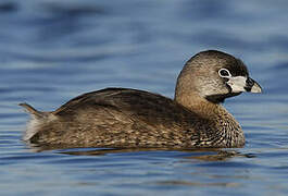 Pied-billed Grebe