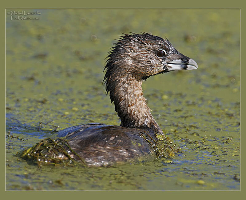 Pied-billed Grebe