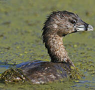 Pied-billed Grebe