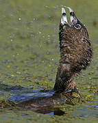 Pied-billed Grebe