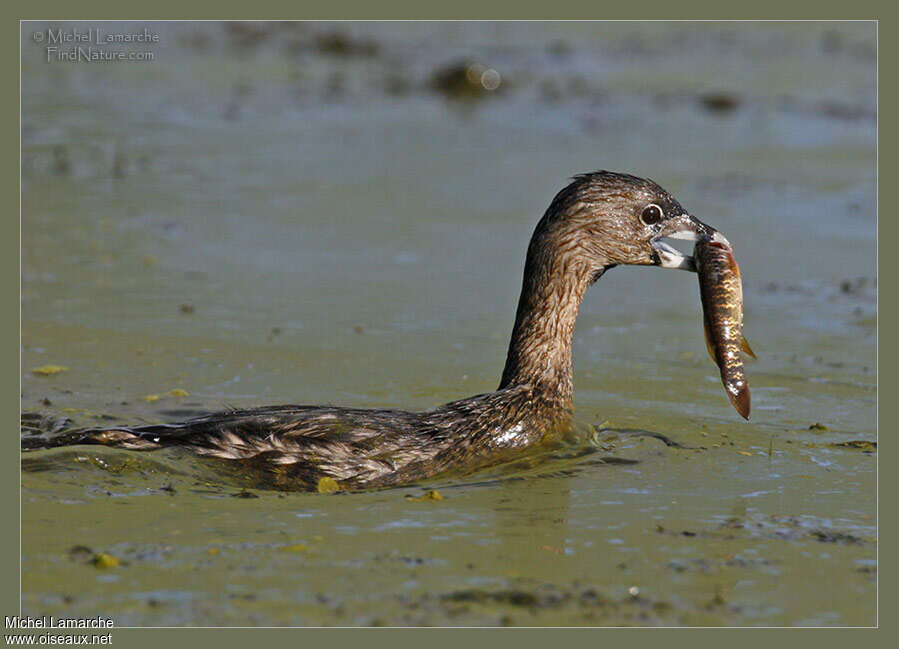 Pied-billed Grebeadult, feeding habits