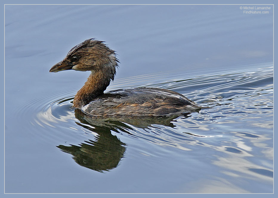 Pied-billed Grebe