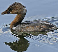 Pied-billed Grebe