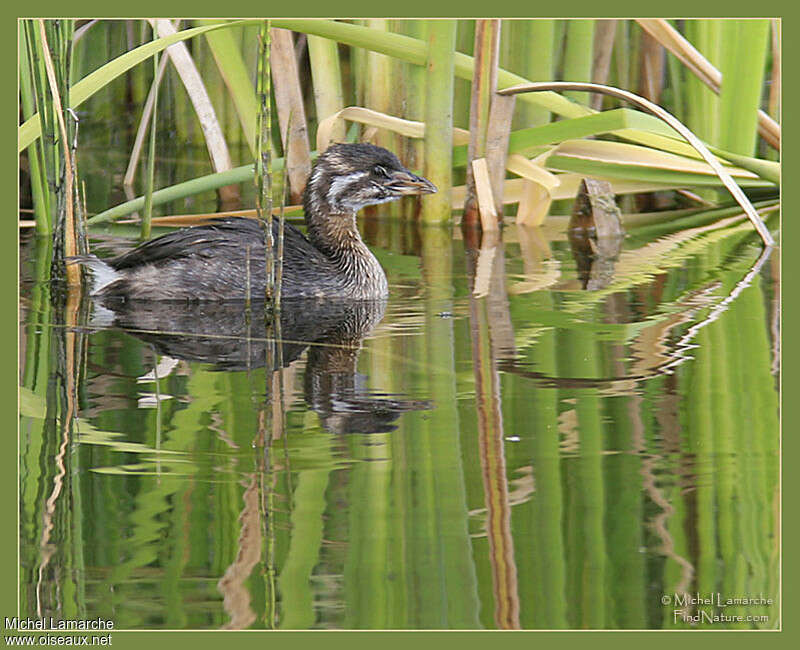 Grèbe à bec bigarréjuvénile, identification