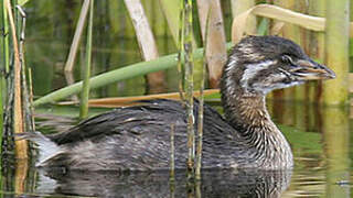 Pied-billed Grebe