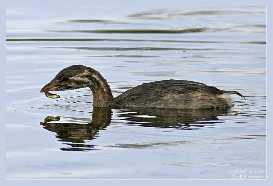 Pied-billed Grebeadult