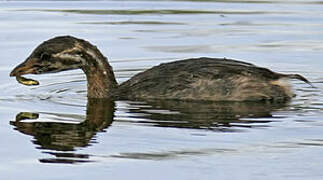 Pied-billed Grebe