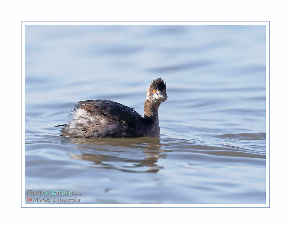 Black-necked Grebe