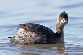 Black-necked Grebe