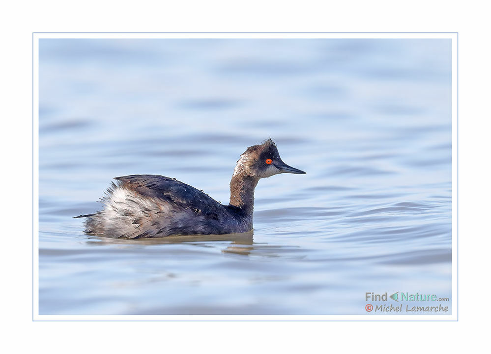 Black-necked Grebe