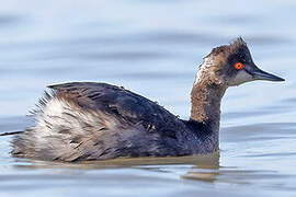 Black-necked Grebe