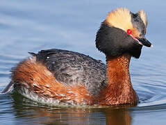 Horned Grebe