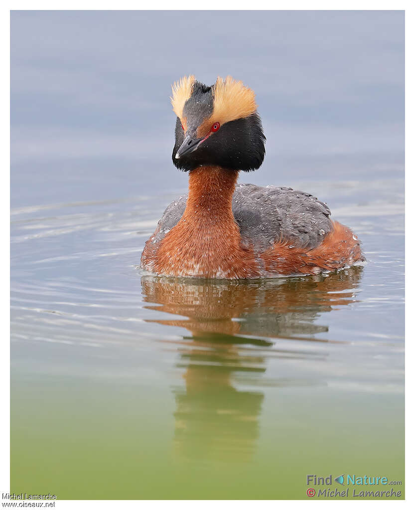 Horned Grebeadult breeding, close-up portrait