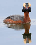 Horned Grebe