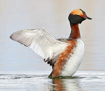 Horned Grebe