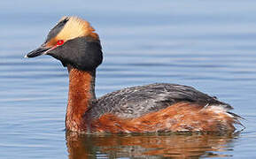 Horned Grebe