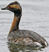 Horned Grebe