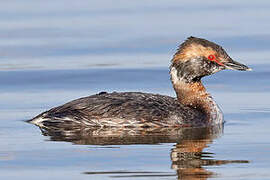 Horned Grebe