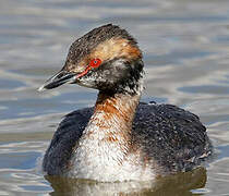 Horned Grebe