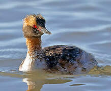 Horned Grebe