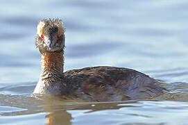 Horned Grebe