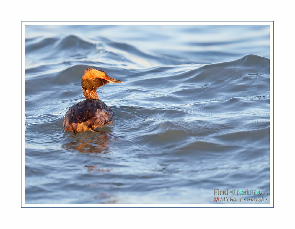 Horned Grebe