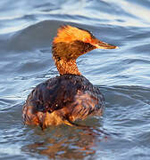 Horned Grebe