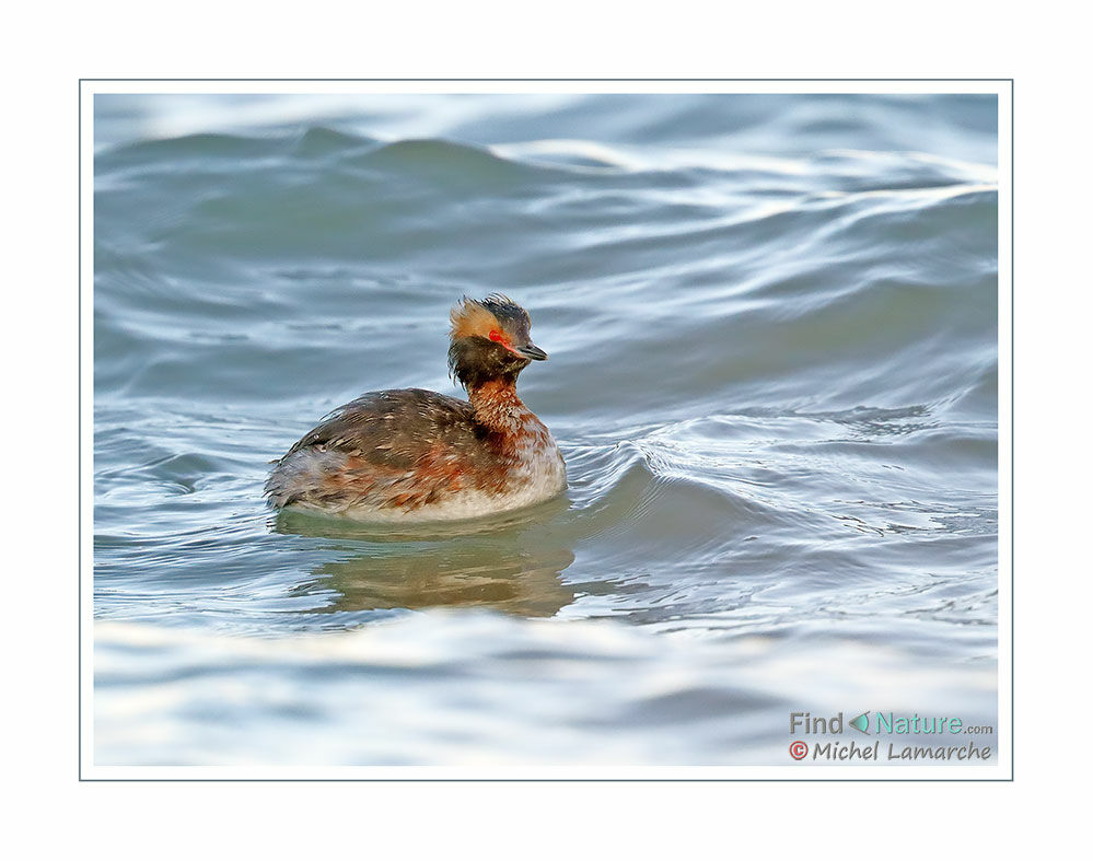 Horned Grebe