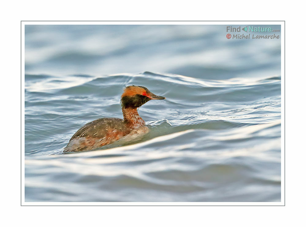 Horned Grebe