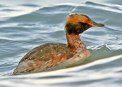 Horned Grebe