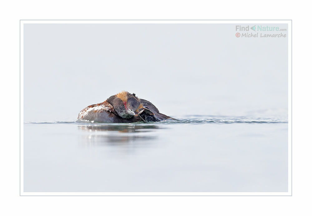 Horned Grebe