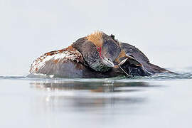 Horned Grebe