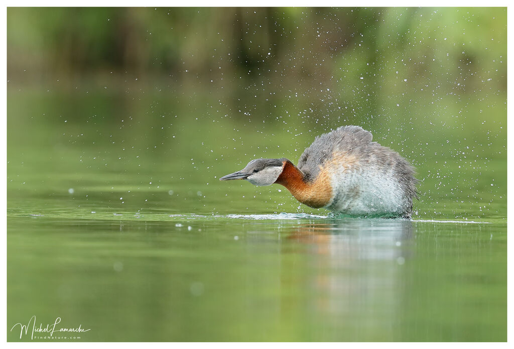 Red-necked Grebe